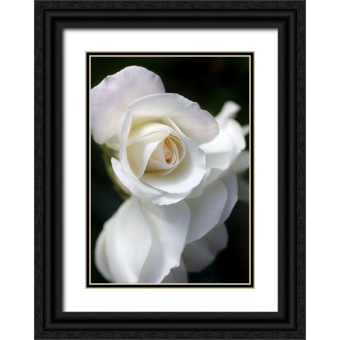 Rose White 8 Black Ornate Wood Framed Art Print with Double Matting by Schell, Jennie Marie