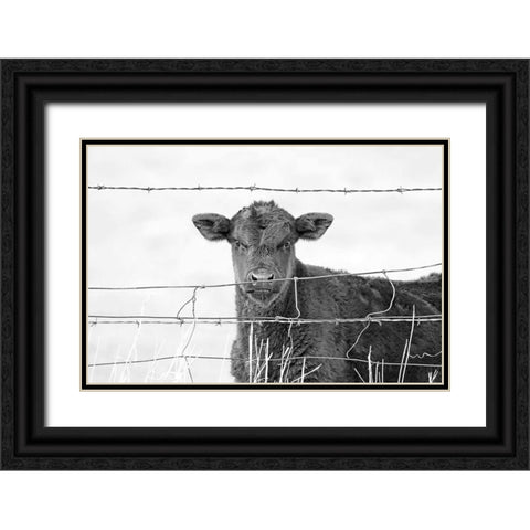Calf Gaze Black And White Black Ornate Wood Framed Art Print with Double Matting by Schell, Jennie Marie