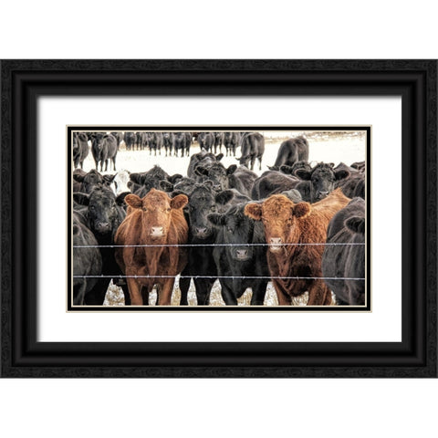Curious Cattle Black Ornate Wood Framed Art Print with Double Matting by Schell, Jennie Marie