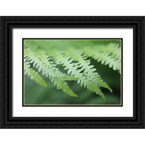 Green Fern Fronds Black Ornate Wood Framed Art Print with Double Matting by Schell, Jennie Marie
