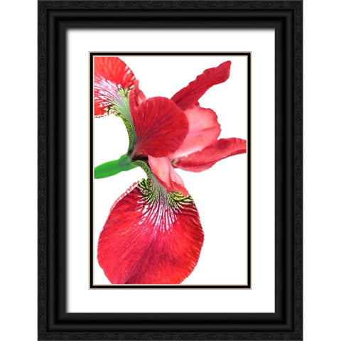 Iris Flower Red Black Ornate Wood Framed Art Print with Double Matting by Schell, Jennie Marie