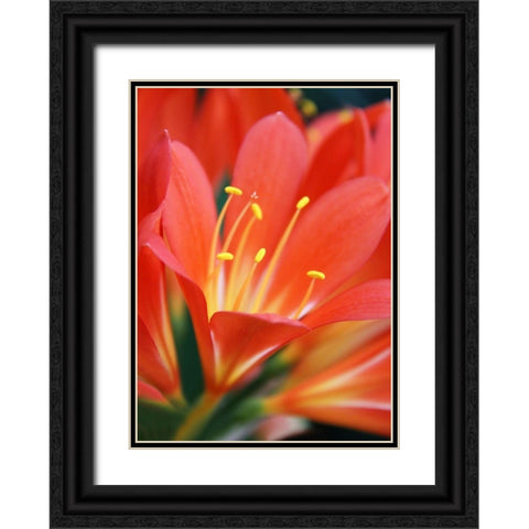 Orange Clivia Miniata Flower Black Ornate Wood Framed Art Print with Double Matting by Schell, Jennie Marie