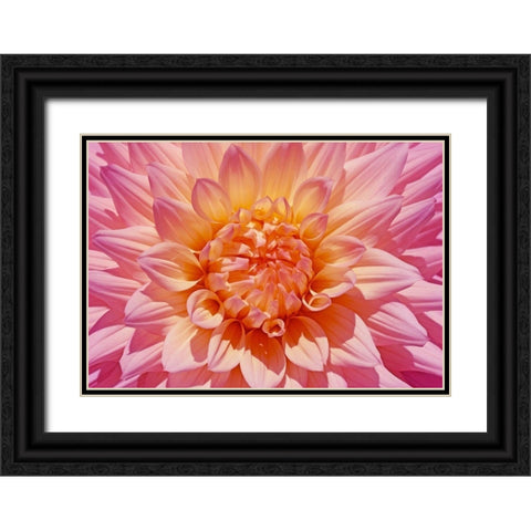Pink Dahlia Flower Black Ornate Wood Framed Art Print with Double Matting by Schell, Jennie Marie