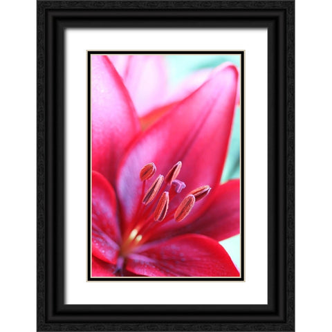Pink Daylily Macro Flower Black Ornate Wood Framed Art Print with Double Matting by Schell, Jennie Marie