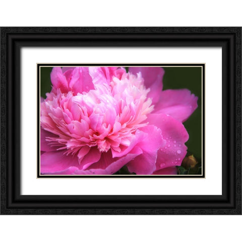 Pink Peony Flower Black Ornate Wood Framed Art Print with Double Matting by Schell, Jennie Marie