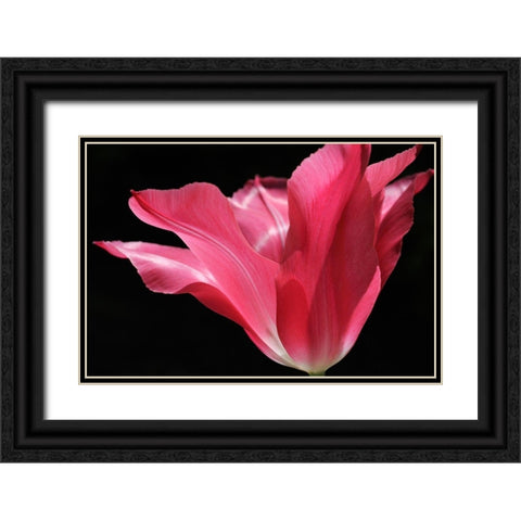 Pink Star Tulip Flower Black Ornate Wood Framed Art Print with Double Matting by Schell, Jennie Marie