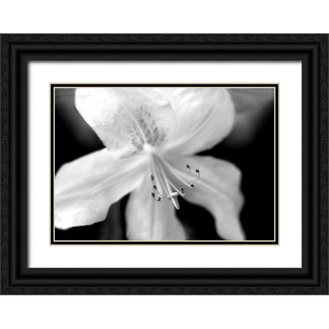 Azalea Flower Macro Black and White Black Ornate Wood Framed Art Print with Double Matting by Schell, Jennie Marie