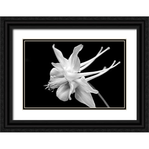 Columbine Wildflower Macro Black and White Black Ornate Wood Framed Art Print with Double Matting by Schell, Jennie Marie