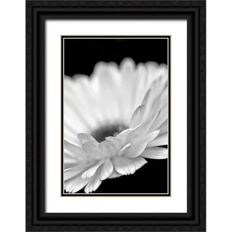 Daisy Flower Macro Black and White 2 Black Ornate Wood Framed Art Print with Double Matting by Schell, Jennie Marie