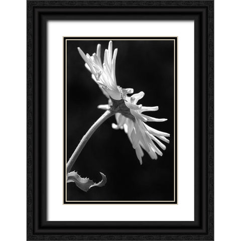 Daisy Flower Macro Black and White 3 Black Ornate Wood Framed Art Print with Double Matting by Schell, Jennie Marie