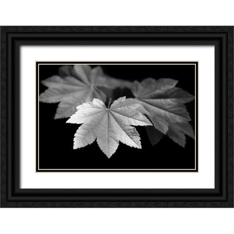 Leaves Maple Black and White Black Ornate Wood Framed Art Print with Double Matting by Schell, Jennie Marie