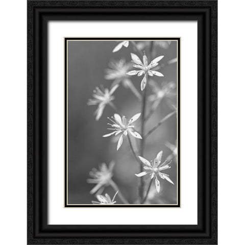 Little Wildflowers Macro Black and White Black Ornate Wood Framed Art Print with Double Matting by Schell, Jennie Marie