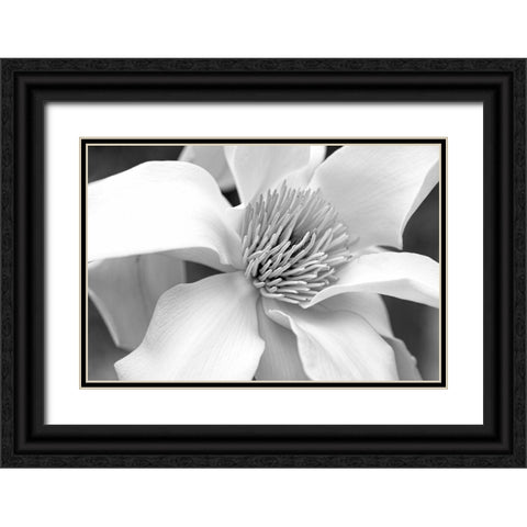 Magnolia Flower Macro Black and White 3 Black Ornate Wood Framed Art Print with Double Matting by Schell, Jennie Marie
