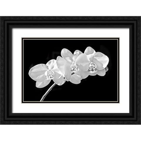 Orchid Flowers Black and White Black Ornate Wood Framed Art Print with Double Matting by Schell, Jennie Marie
