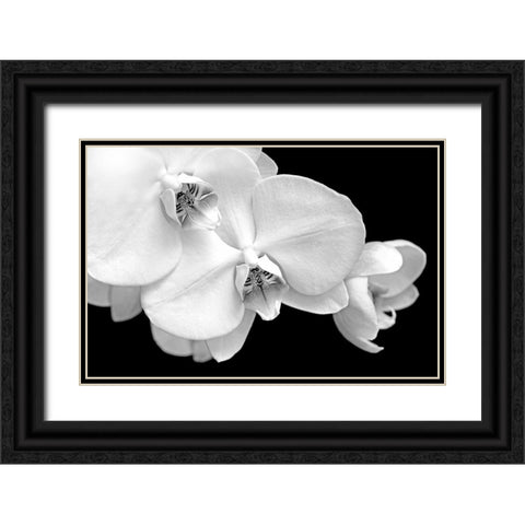 Orchid Flowers Macro Black and White Black Ornate Wood Framed Art Print with Double Matting by Schell, Jennie Marie
