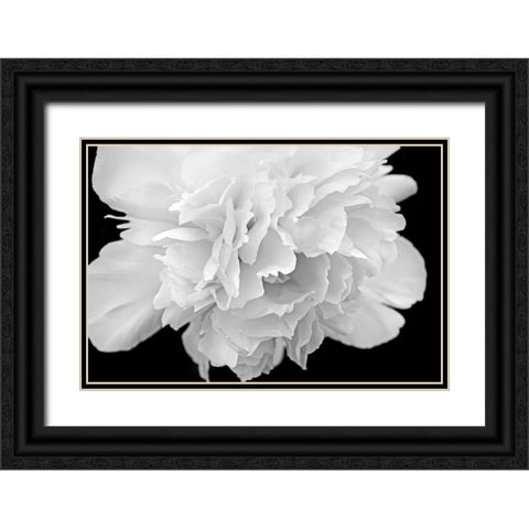 Peony Flower Macro Black and White Black Ornate Wood Framed Art Print with Double Matting by Schell, Jennie Marie
