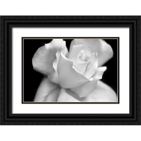 Rose Flower Macro Black and White 3 Black Ornate Wood Framed Art Print with Double Matting by Schell, Jennie Marie