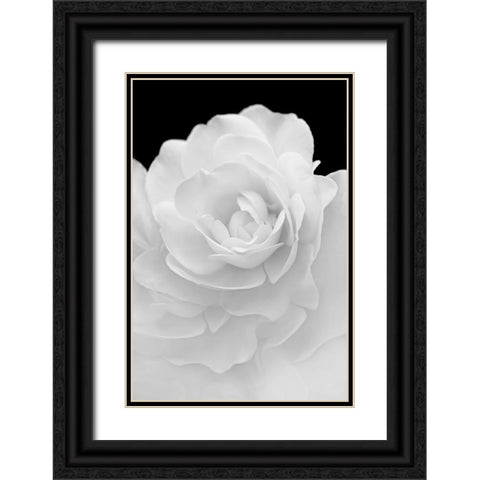 Rose Flower Macro Black and White 4 Black Ornate Wood Framed Art Print with Double Matting by Schell, Jennie Marie