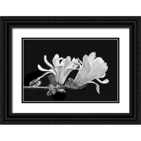 Star Magnolia Flowers Black and White Black Ornate Wood Framed Art Print with Double Matting by Schell, Jennie Marie
