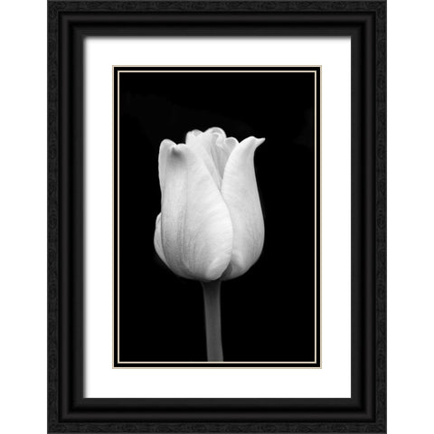 Tulip Flower Macro Black and White 1 Black Ornate Wood Framed Art Print with Double Matting by Schell, Jennie Marie