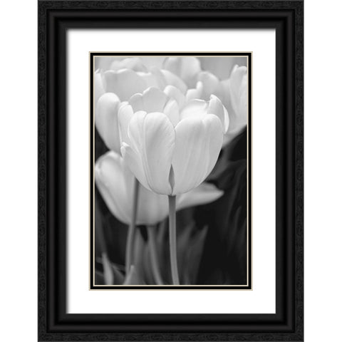 Tulip Flowers Black and White 2 Black Ornate Wood Framed Art Print with Double Matting by Schell, Jennie Marie