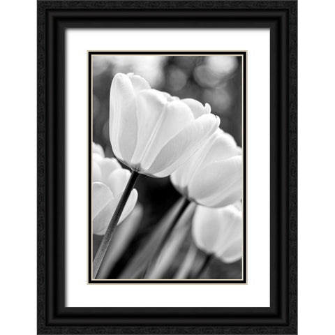 Tulip Flowers Black and White 3 Black Ornate Wood Framed Art Print with Double Matting by Schell, Jennie Marie