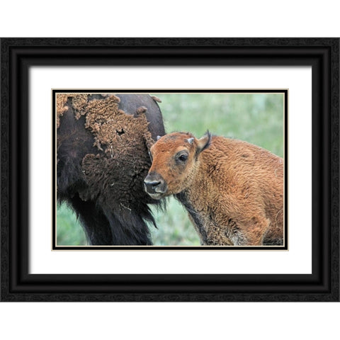 Buffalo Bison and Calf Black Ornate Wood Framed Art Print with Double Matting by Schell, Jennie Marie