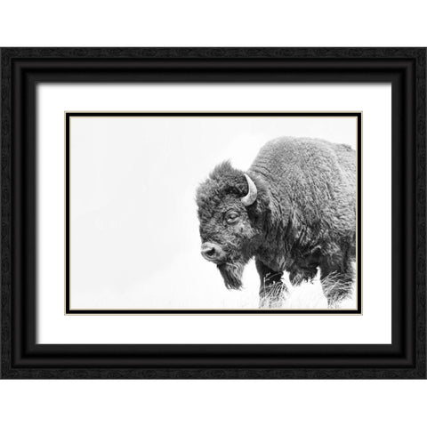 Buffalo Bison Black and White Black Ornate Wood Framed Art Print with Double Matting by Schell, Jennie Marie