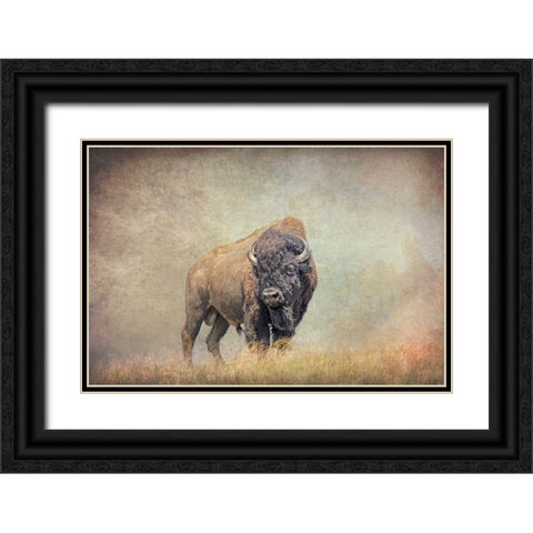 Buffalo Bison on Hill Black Ornate Wood Framed Art Print with Double Matting by Schell, Jennie Marie