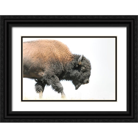 Buffalo Bison Walk Black Ornate Wood Framed Art Print with Double Matting by Schell, Jennie Marie