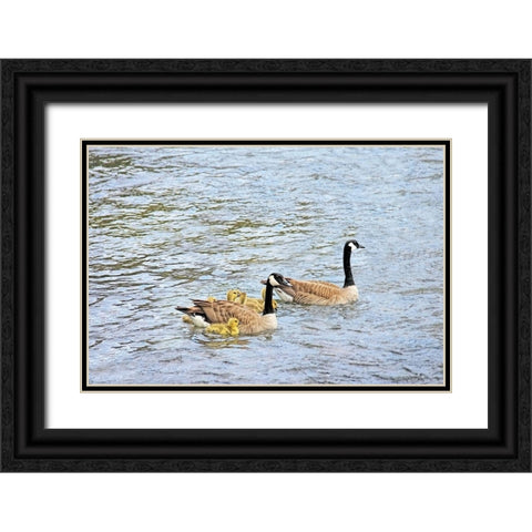 Canada Geese and Goslings on Lake Black Ornate Wood Framed Art Print with Double Matting by Schell, Jennie Marie
