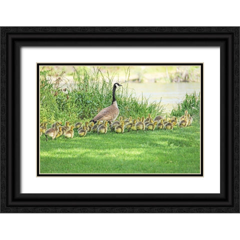 Canada Goose and Goslings Black Ornate Wood Framed Art Print with Double Matting by Schell, Jennie Marie