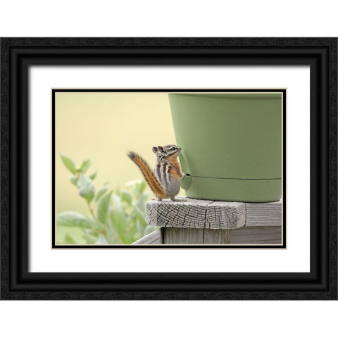 Chipmunk and Flower Pot Black Ornate Wood Framed Art Print with Double Matting by Schell, Jennie Marie