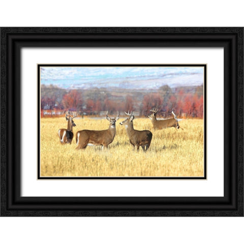 Deer Bucks in Autumn Field Black Ornate Wood Framed Art Print with Double Matting by Schell, Jennie Marie