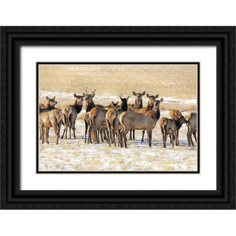 Elk Herd in Winter Black Ornate Wood Framed Art Print with Double Matting by Schell, Jennie Marie