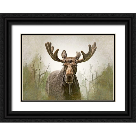 Moose in the Woodland Forest Black Ornate Wood Framed Art Print with Double Matting by Schell, Jennie Marie