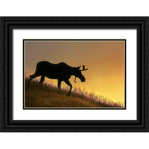 Moose Walking Silhouette Black Ornate Wood Framed Art Print with Double Matting by Schell, Jennie Marie