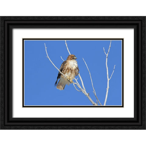 Red-Tail Hawk in Tree Black Ornate Wood Framed Art Print with Double Matting by Schell, Jennie Marie