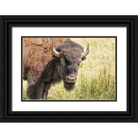 Buffalo Bison in Field Black Ornate Wood Framed Art Print with Double Matting by Schell, Jennie Marie