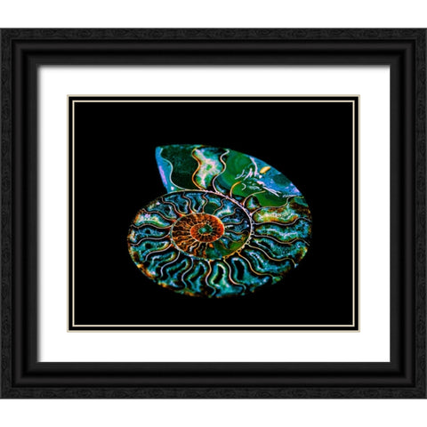 Nautilus I Black Ornate Wood Framed Art Print with Double Matting by LightBoxJournal