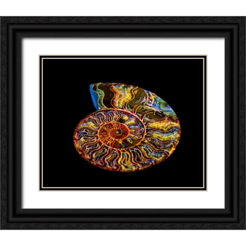 Nautilus III Black Ornate Wood Framed Art Print with Double Matting by LightBoxJournal