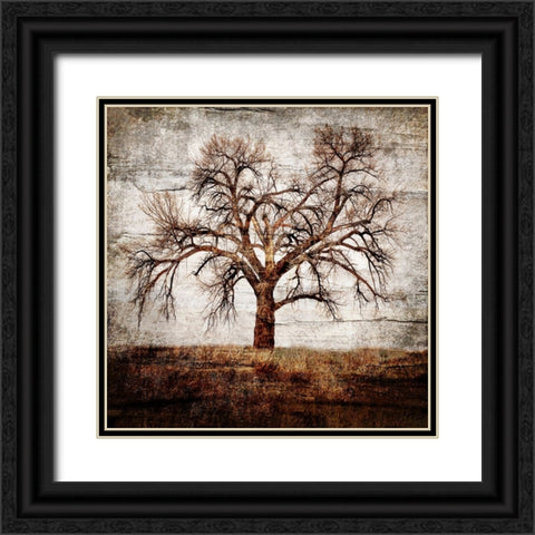 Cottonwood Tree Part 01 Black Ornate Wood Framed Art Print with Double Matting by LightBoxJournal