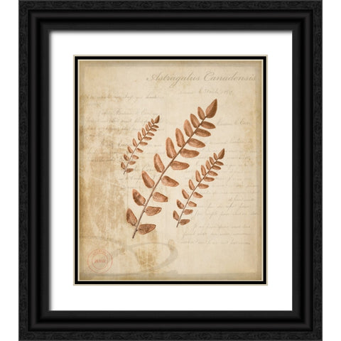 Scientific Plant 2 Black Ornate Wood Framed Art Print with Double Matting by LightBoxJournal