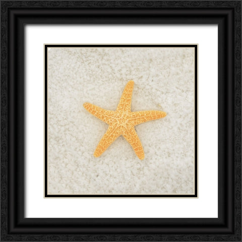 Gypsy Sea Life 2 Black Ornate Wood Framed Art Print with Double Matting by LightBoxJournal