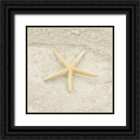 Gypsy Sea Life 3 Black Ornate Wood Framed Art Print with Double Matting by LightBoxJournal