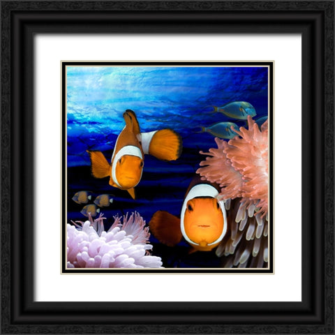 Sea Creatures_Clown Fish Black Ornate Wood Framed Art Print with Double Matting by LightBoxJournal