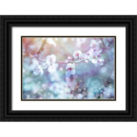 Cherry Blu 04 Black Ornate Wood Framed Art Print with Double Matting by LightBoxJournal