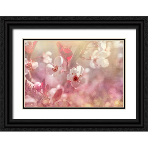 Gypsy Cherry 01 Black Ornate Wood Framed Art Print with Double Matting by LightBoxJournal