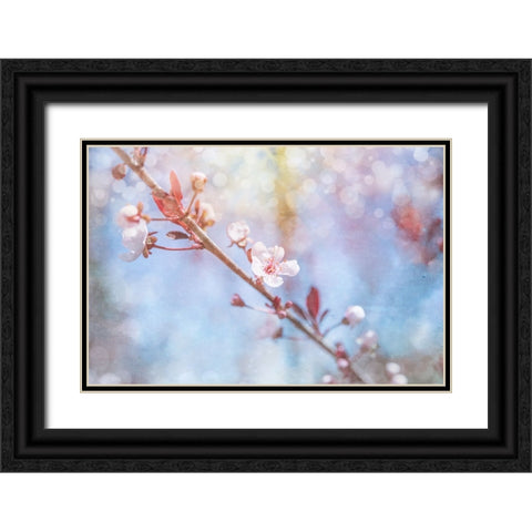 Spring Blooms 01 Black Ornate Wood Framed Art Print with Double Matting by LightBoxJournal