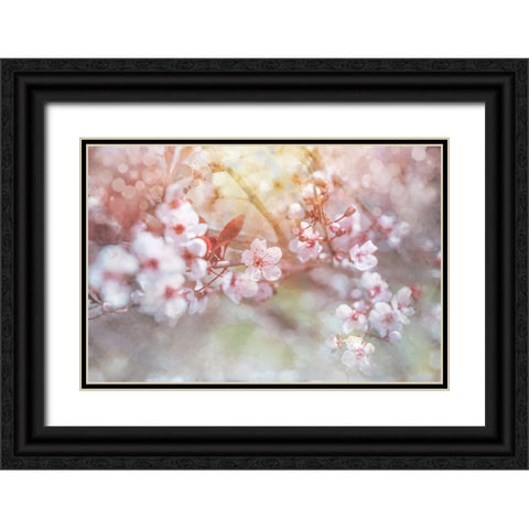 Spring Blooms 04 Black Ornate Wood Framed Art Print with Double Matting by LightBoxJournal